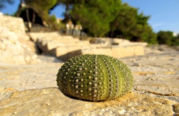 Sea urchin