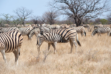 zebrafohlen säugend