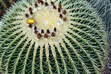 Aloe cactus