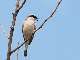 Red backed Shrike, Lanius collurio