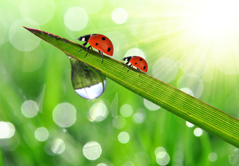fresh morning dew and ladybirds