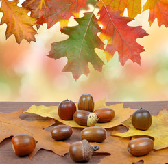 Autumn leaves with oak acorns