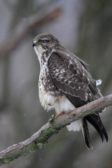Mäusebussard (Buteo buteo)