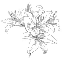 Hand drawing flower blossom