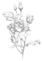 Hand drawn rose flowers