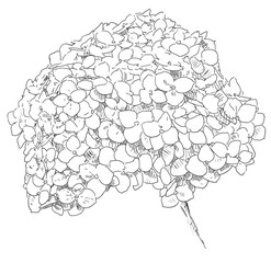 Hand drawing flower blossom