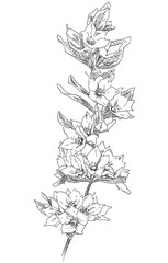 Fototapeta premium Hand drawing flower blossom