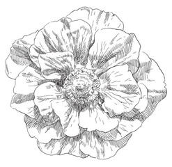 Hand drawing flower blossom
