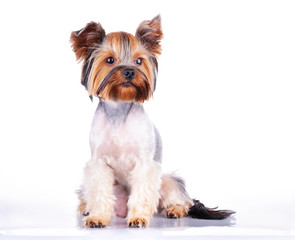 Puppy of the Yorkshire Terrier