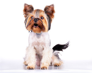 Puppy of the Yorkshire Terrier
