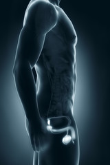 Obraz premium Male genitals anatomy lateral view