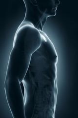 Male thymus anatomy lateral view