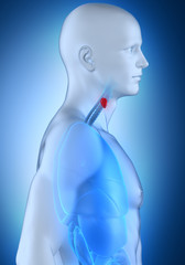 Fototapeta premium Male anatomy lateral view