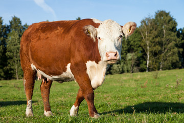 Fototapeta na wymiar Hereford Cow