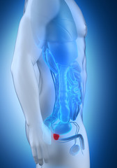 Male prostate anatomy lateral view