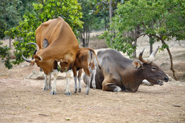 Banteng