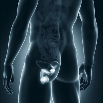 Male genitals anatomy posterior view