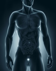 Man prostate anatomy anterior view