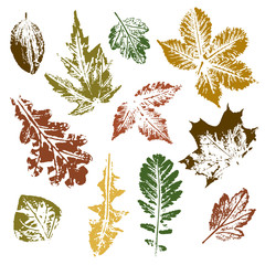 Collection of autumn leaves imprints