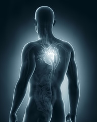 Male circulatory system