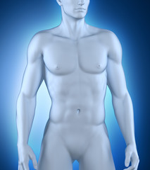 Fototapeta premium Male anatomy