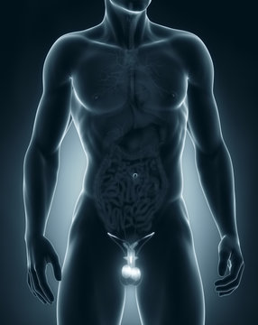 Man genitals anatomy anterior view