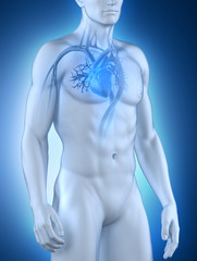 Male circulatory system