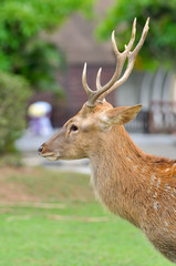 Sika deer