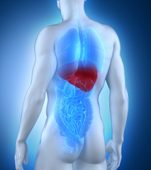 Male liver anatomy posterior view