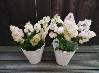 Flowering hortensia plants in zinc baskets