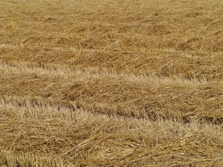 Drying straw on a field in summer