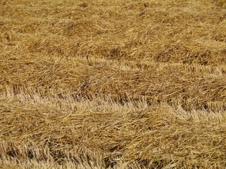 Drying straw on a field in summer