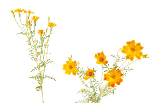Yellow signet marigold flowers isolated on white