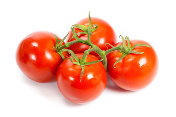 Closeup of tomatoes on the vine isolated on white. Tomato branch