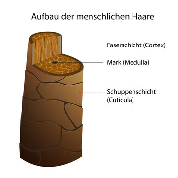 Aufbau der menschlichen Haare