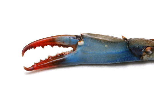 Blue crab claw