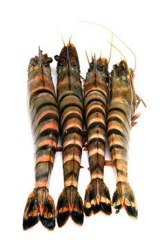 Tiger shrimps