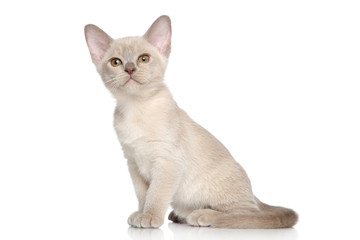 Burmese kittens portrait