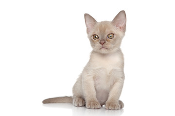 Burmese kitten portrait