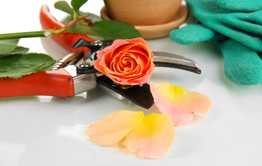 Garden secateurs and rose isolated on white