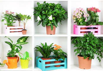 Beautiful flowers in pots on white shelves close-up