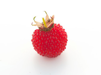 garden berry hybrid of blackberry and raspberry