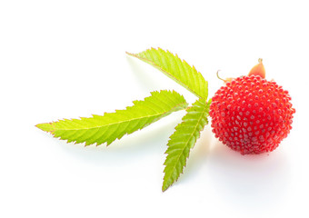 garden berry hybrid of blackberry and raspberry