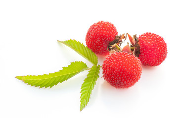 garden berry hybrid of blackberry and raspberry