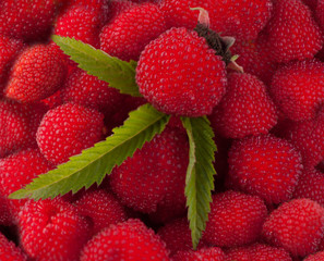 garden berry hybrid of blackberry and raspberry