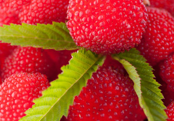 garden berry hybrid of blackberry and raspberry