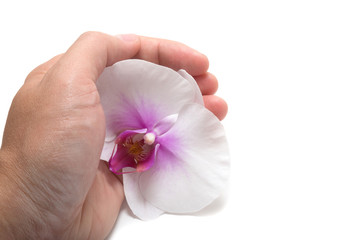 Hand holding orchid flower