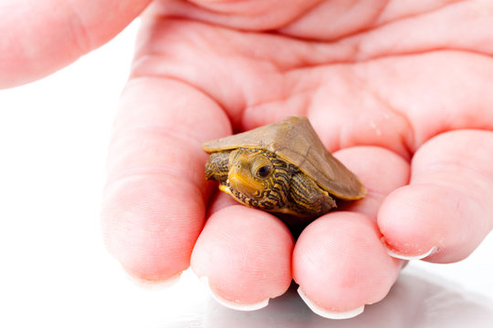 Baby turtle