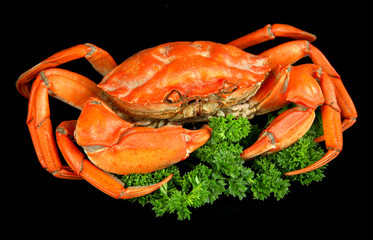 Boiled crab isolated on black