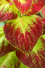 Coleus leaves